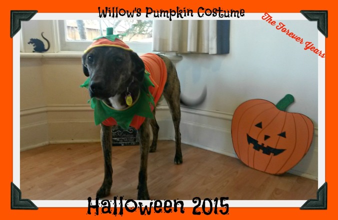 Willow Pumpkin FY